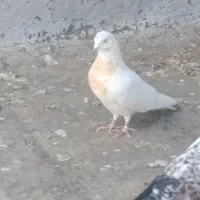 کبوتر تهرانی