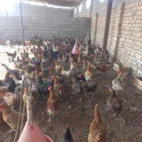 مرغ محلی‌ مرغ تخم گذار تخم مرغ گوشتی
