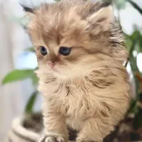 گربه بریتیش گلد ny12