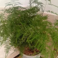 گل شویدی با گل پتوس معاوضه میشه