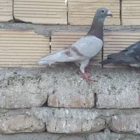 مجسمه نر لایی