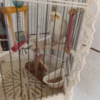 عروس با قفس و تشکیلات