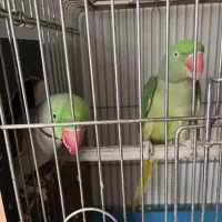 شاه طوطی بیگ سایز