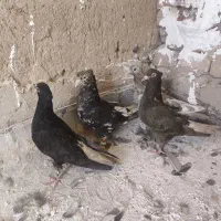 دم سفید