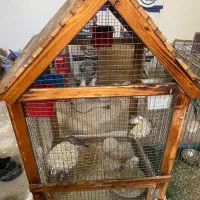 عروس طوطی و فنج بهمراه قفس