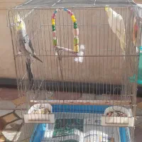 یک جفت عروس هلندی مولد سالم وسرحال