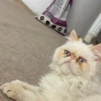 کربه پرشین
