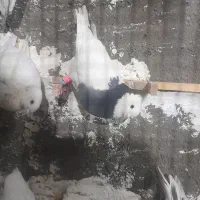 طوقی|پرنده|مشهد, خواجه ربیع|دیوار