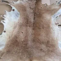 پوست چرم آهو