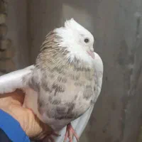 کبوتر|پرنده|خزل, |دیوار