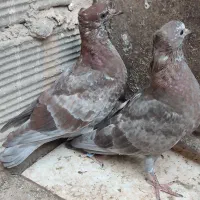 یه جفت کفتر جوجه سرور کاکولی