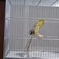 قناری رسمی بلند وپرستار
