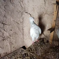 جفت کله|پرنده|آبکوه, |دیوار