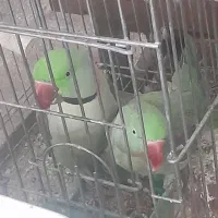 شاه طوطی