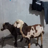 بره نر