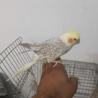 عروس هلندی