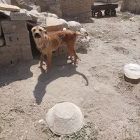 سگ سرابی