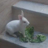 خرگوش
