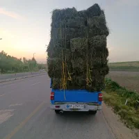 یونجه امسال چین اول درجه یک