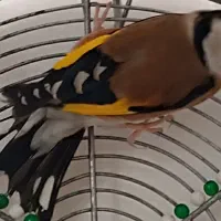 سهره دهن جهرمی تازه مست تازه نفس