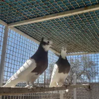 طوقی جفت|پرنده|شیراز, شهرک بهار|دیوار