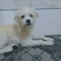 واگذاری سگ رایگان