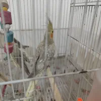 عروس هلندی اهویی نر 17 ماهه