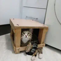 نگهداری گربه چند روز