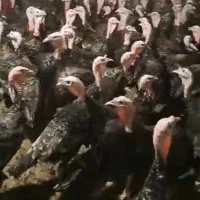 بوقلمون بالغ  واماده تخم گذاری