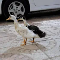 دو عدد اردک سه ماهه