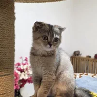 گربه