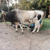 فروش