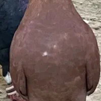 کبوتر فروشی