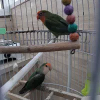 پرنده کوتوله برزیلی جفت