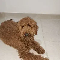 پودل رویال نر