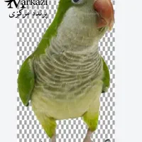 راهب سخنگو فول دستی