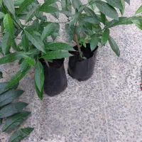 گل شبو