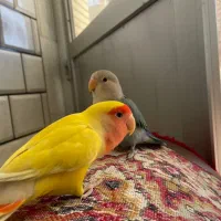 جفت کوتوله برزیلی