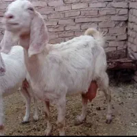 بزپاکستانی شیرا