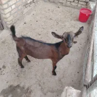 کره چپیش آلپاین