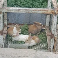 بچه خرگوش ناقلا