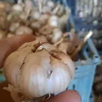 سیر|خوردنی و آشامیدنی|شیروان (خراسان), |دیوار