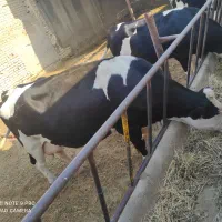 فروش 2راس گاو آبستن درجه یک صنعتی . گوساله