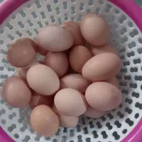 تخم مرغ بومی