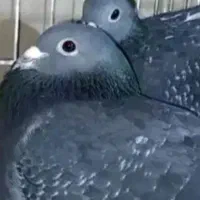 جوجه اردن
