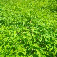 توماتا نشاء گوجه