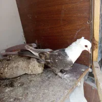 کفتر کلاغ کله سفید کربلایی