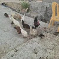 مرغ خروس جوجه