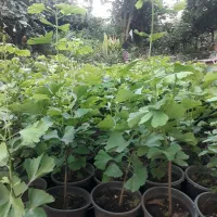 نعنایی طلایی ،کیوی، ژینکو سیکاس ،پالم،ارغوان