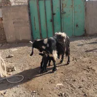 بزپلنگی باکعره نر